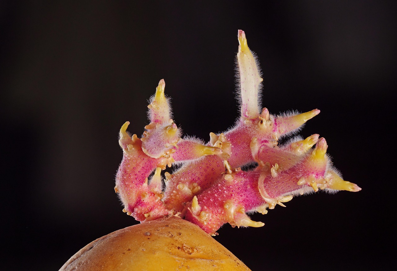 Patate germogliate su un tavolo, evidenziando i germogli e il rischio per la salute.